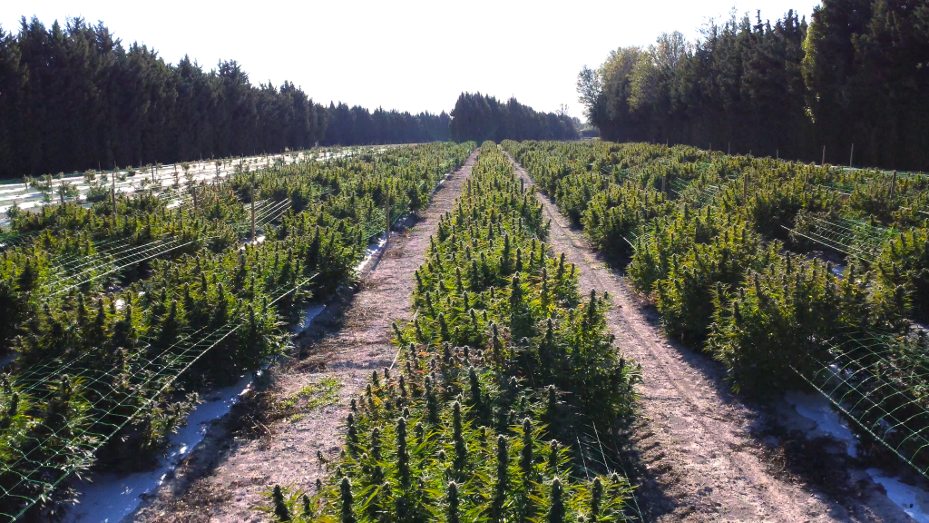 CBD en Provence - Grossiste CBD CBD en Provence - Grossiste CBD